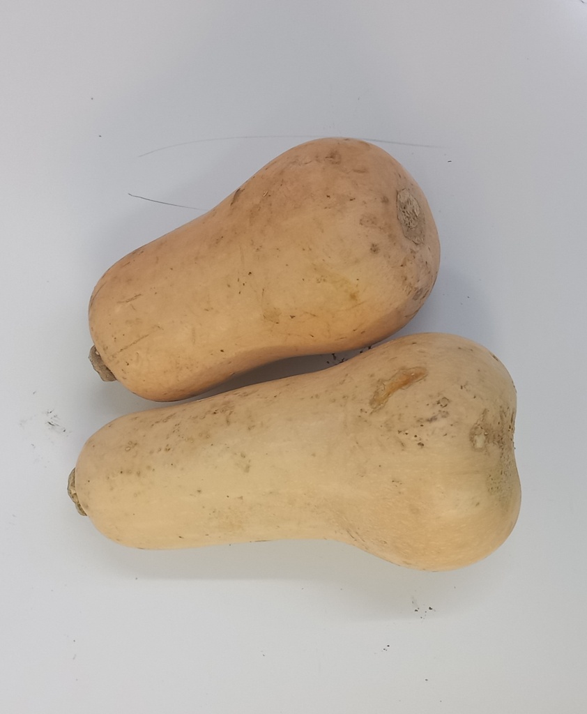 Squash Butternut Per kg@6.15 / lbs@2.79