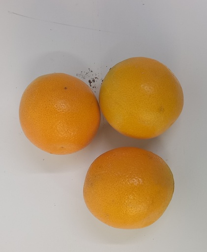 Oranges - Navel